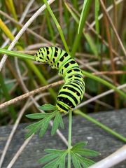 Papilio machaon britannicus