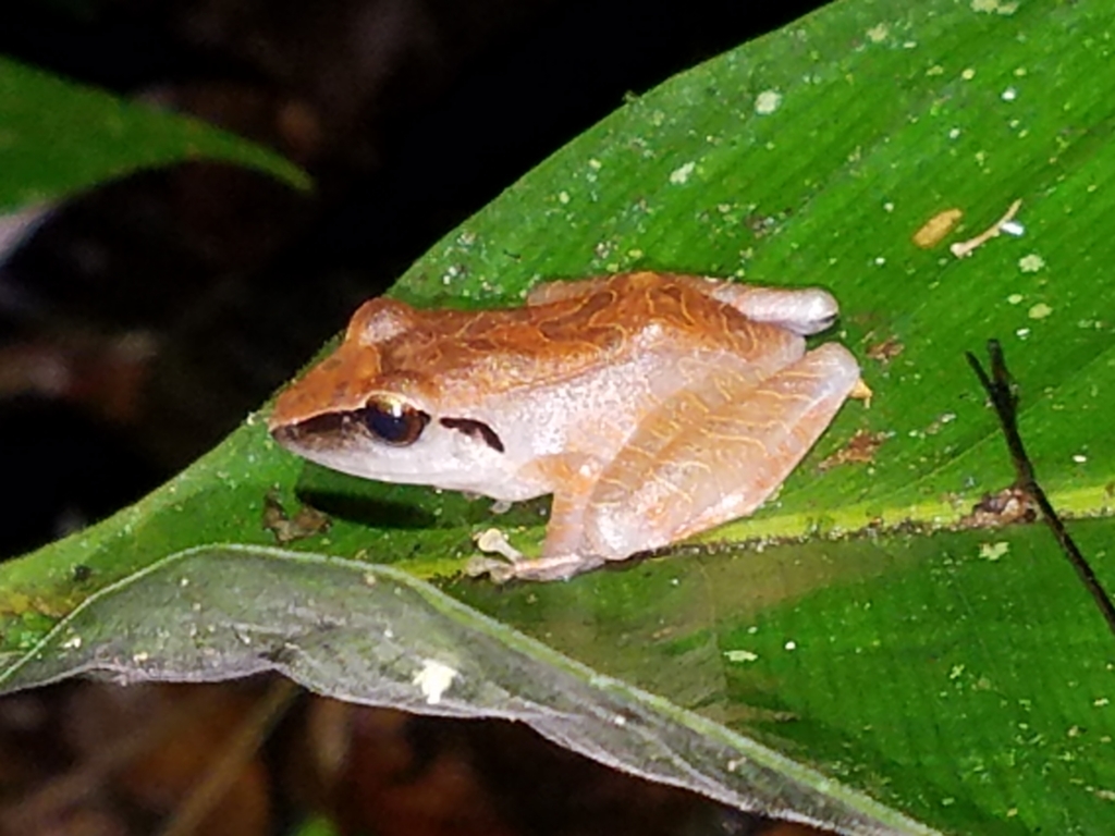 Chirping Robber Frog