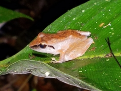 Pristimantis conspicillatus