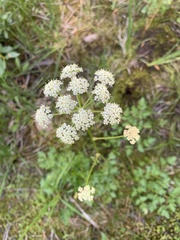 Ligusticum