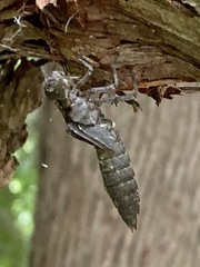 Boyeria vinosa