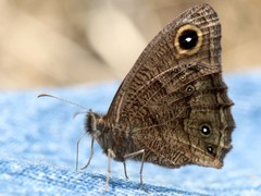 Cercyonis sthenele