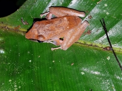 Pristimantis conspicillatus
