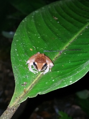 Pristimantis conspicillatus