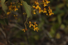 Cyrtochilum densiflorum