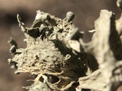 Ramalina puberulenta