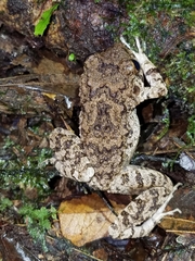 Oreobates quixensis