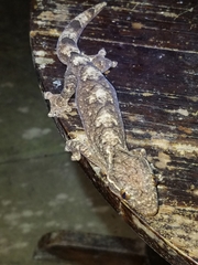 Thecadactylus solimoensis