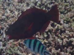 Scarus rubroviolaceus