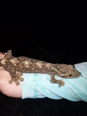 Thecadactylus solimoensis