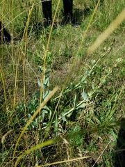 Penstemon grandiflorus