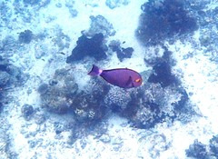 Acanthurus mata