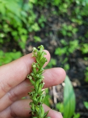 Platanthera flava herbiola