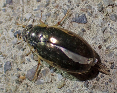 Tropisternus lateralis