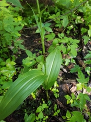 Platanthera flava herbiola