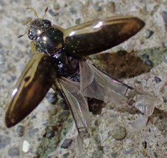 Tropisternus lateralis