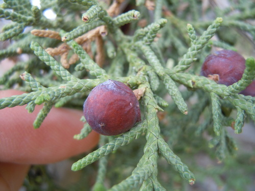Utah Juniper