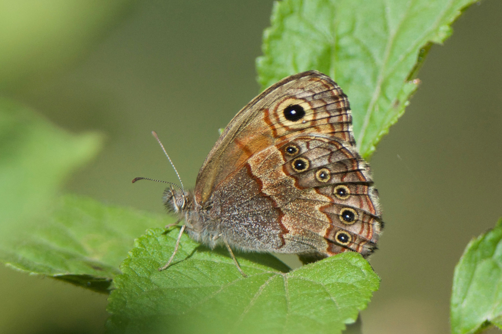 Paramacera rubrosuffusa