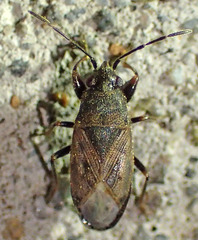 Peritrechus fraternus