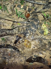 Paleosuchus trigonatus