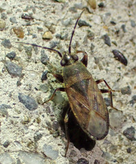 Peritrechus fraternus