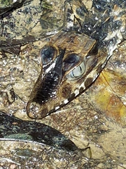 Paleosuchus trigonatus