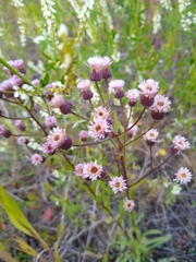 Erigeron acris kamtschaticus