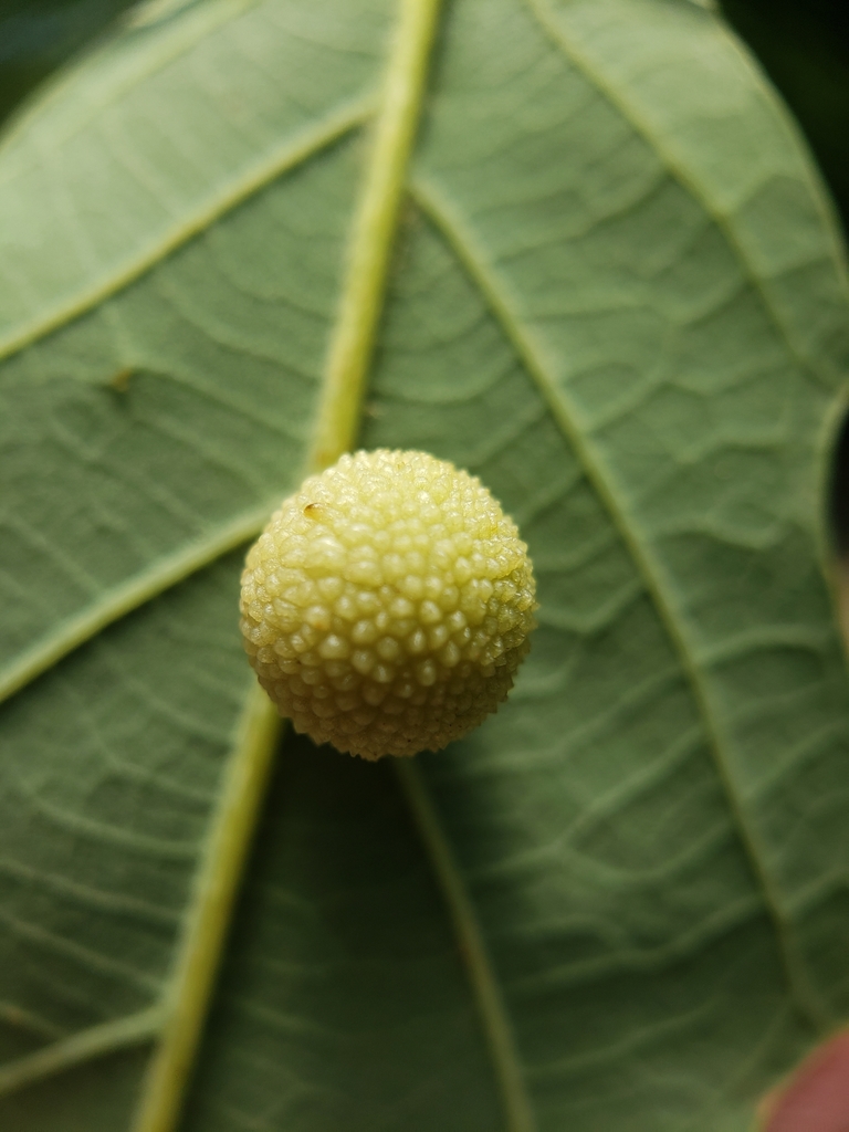 Jewel Oak Gall Wasp