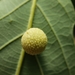 Jewel Oak Gall Wasp - Photo (c) Andy Deans, some rights reserved (CC BY), uploaded by Andy Deans