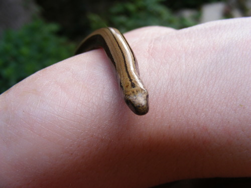 Slow Worm