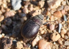 Phyllophaga lanceolata