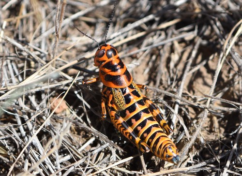 Rainbow Grasshopper