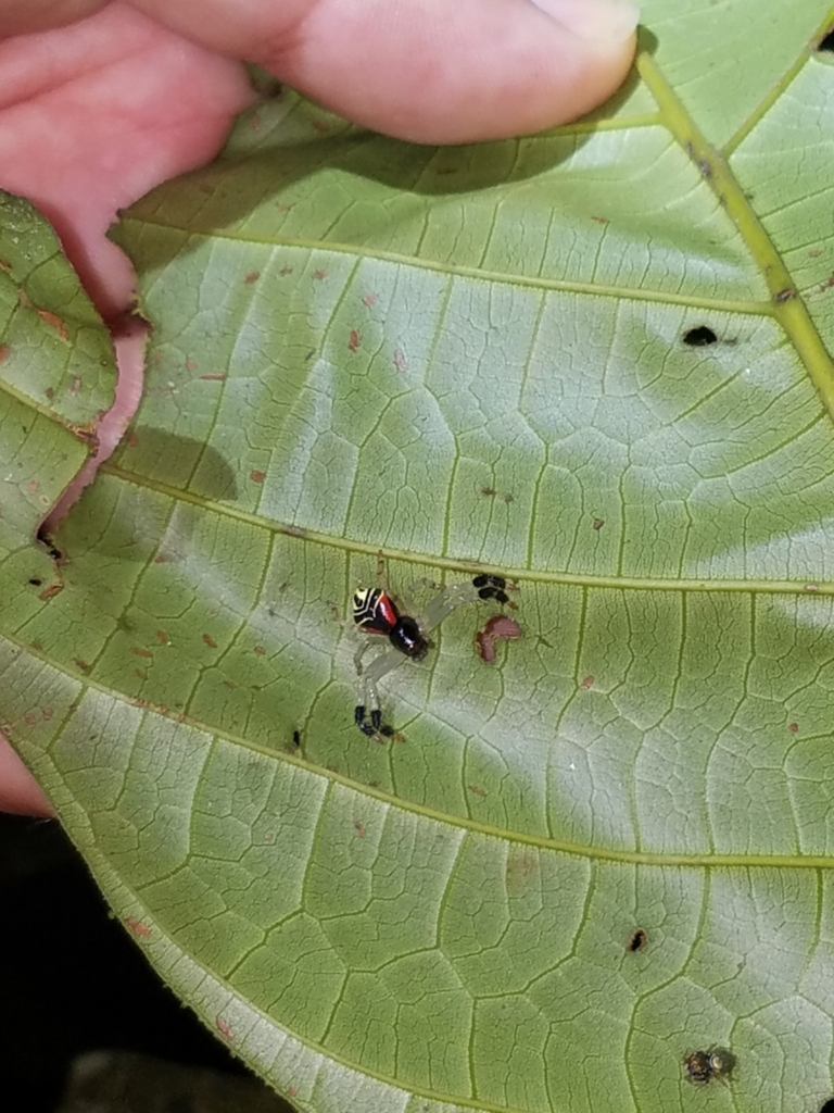 crab spiders