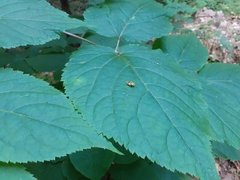 Elasmostethus atricornis