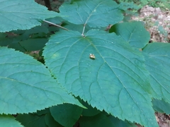 Elasmostethus atricornis