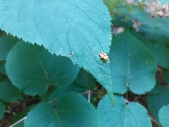 Elasmostethus atricornis