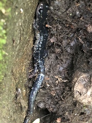 Plethodon glutinosus