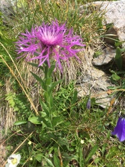 Centaurea nervosa nervosa
