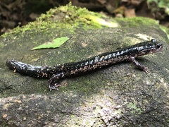Plethodon glutinosus