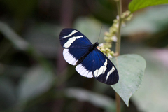 Heliconius eleuchia