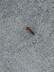 Polygonia interrogationis