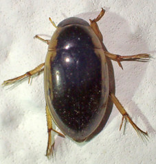Tropisternus lateralis