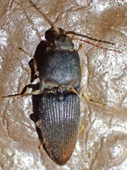 Heteroderes amplicollis