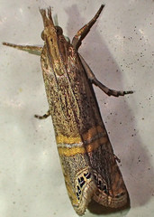 Euchromius