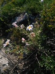 Chrysanthemum sinuatum