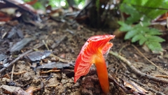 Hygrocybe occidentalis