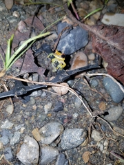 Dendropsophus rhodopeplus