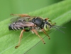 Bees and Apoid Wasps - Photo (c) Joe Bartok, some rights reserved (CC BY-NC), uploaded by Joe Bartok