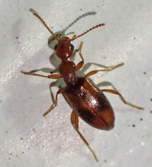 Cyclodinus franciscanus