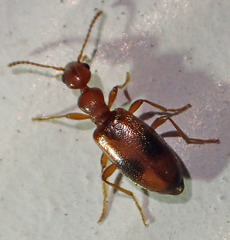 Cyclodinus franciscanus